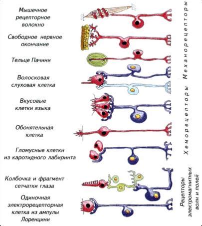 Органы и эффекторные системы