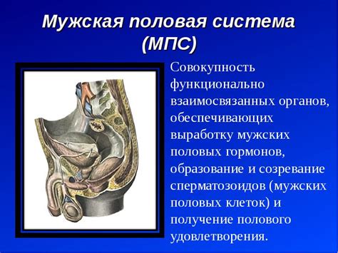 Органы мужской половой системы