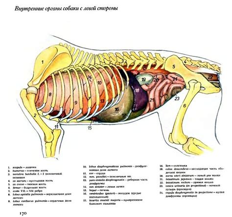 Органы обоняния у собак