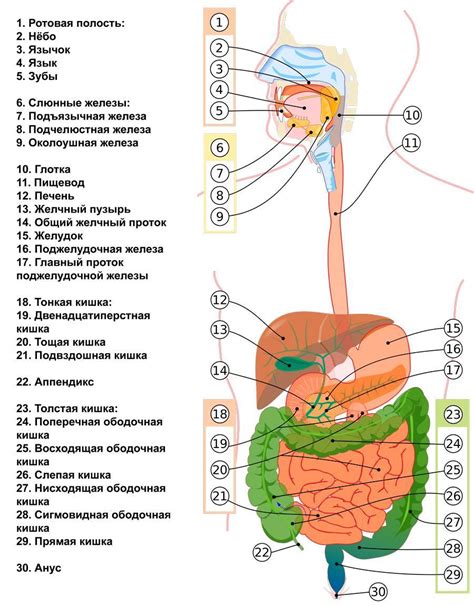 Органы пищеварительной системы