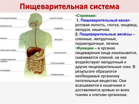 Органы пищеварительной системы и их функции