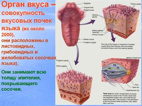 Органы чувств и восприятие вкуса