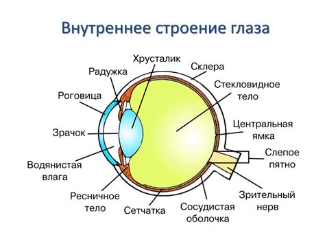 Органы чувств человека: глаз