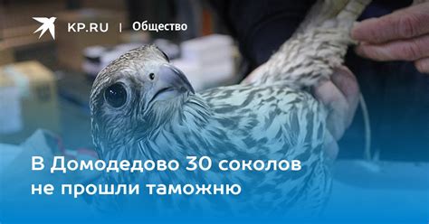 Орлы не прошли таможню