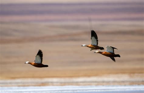 Орнитологический рай на водораздельном Rückzuggebiet