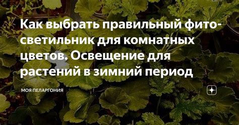 Освещение для драцены в зимний период: правильный выбор