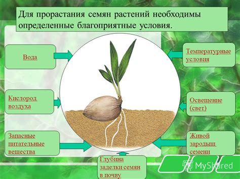 Освещение и температурные условия для здоровья новоиспеченного зеленого друга