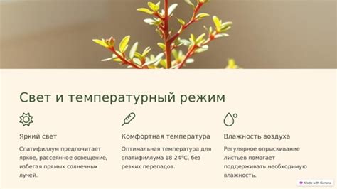 Освещение и температурный режим для лимонного эвкалипта