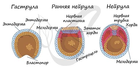 Освоение зародышевого слоя