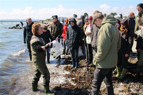 Освоение морских приключений: сбор зеленых морских водорослей и создание аквариума