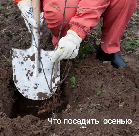 Осень – идеальное время для посадки деревьев