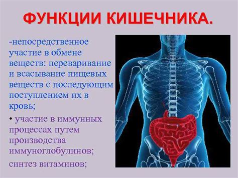 Ослабление мышц желудка и кишечника