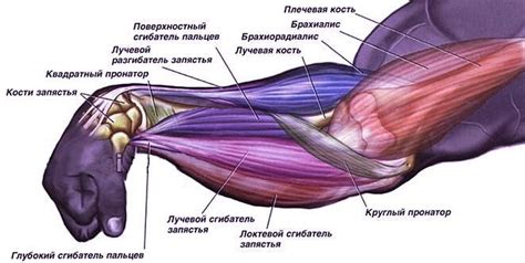 Ослабление мышц и связок рук