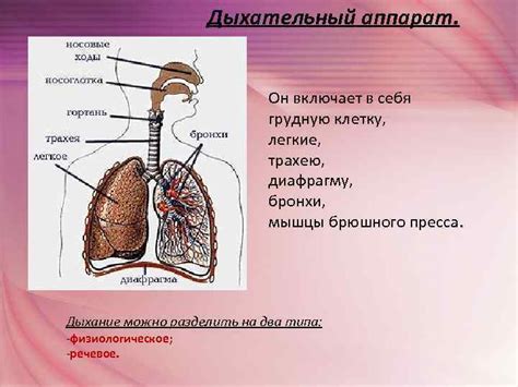 Ослабление мышц речевого аппарата