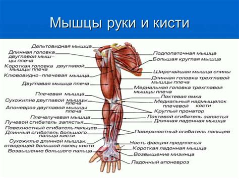 Ослабление мышц руки