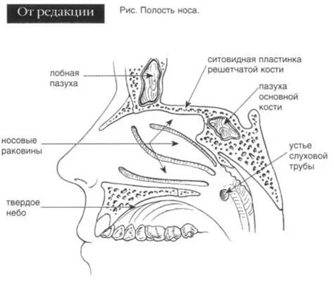 Ослабленная мускулатура носовых ходов