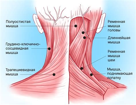 Ослабленная тонус мышц шеи