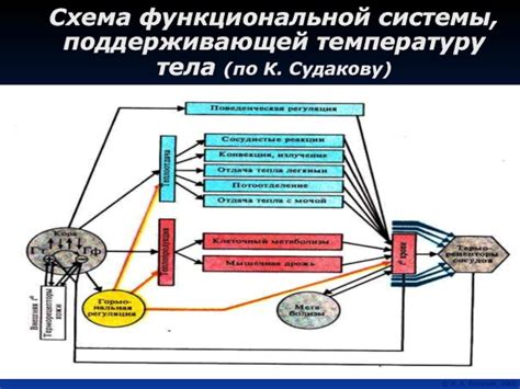 Осложнения: влияние йода на обмен веществ и температуру тела