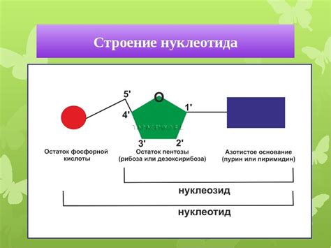 Основание и структура