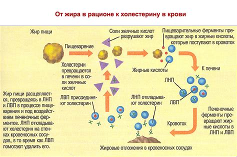 Основная роль ЛПНП в организме