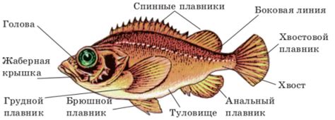 Основной фактор проблемы с ростом рыбы