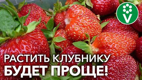 Основные аспекты ухода за ревенем