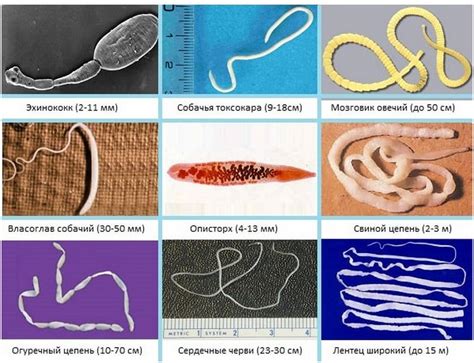 Основные виды глистов и их характеристики