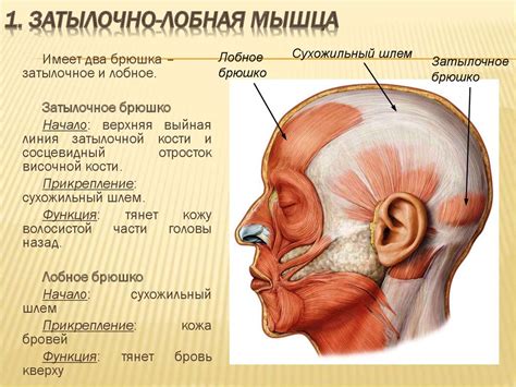 Основные движения лба человека