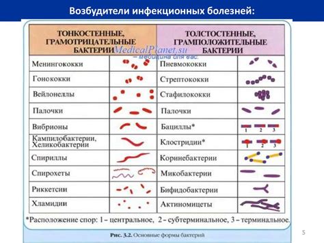 Основные заболевания улиток и их профилактика