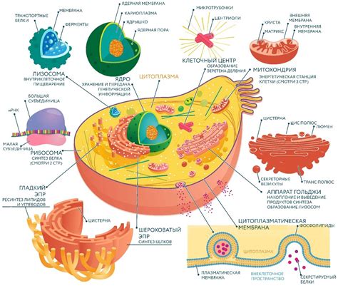 Основные компоненты клетки и их роль