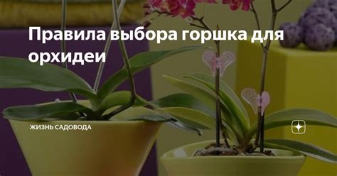 Основные критерии выбора горшка для цветов