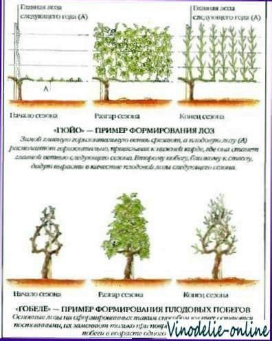 Основные методы обрезки виноградных лоз в Тульской области