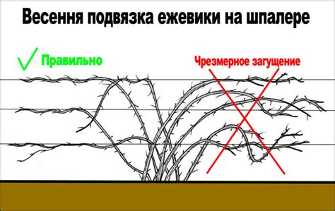 Основные методы подвязки ежевики