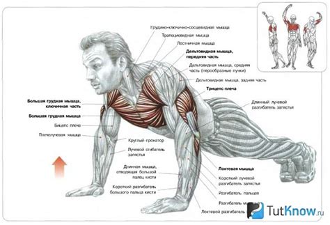 Основные мускулы, задействованные при выполнении отжиманий горкой