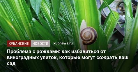 Основные народные способы борьбы с улитками