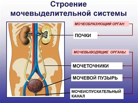 Основные органы выделительной системы