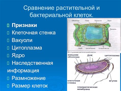 Основные отличия растений и бактерий