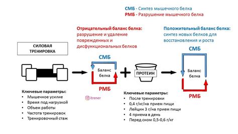 Основные понятия массы и белка