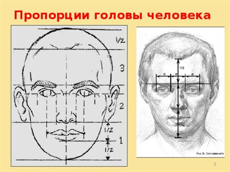 Основные правила и пропорции