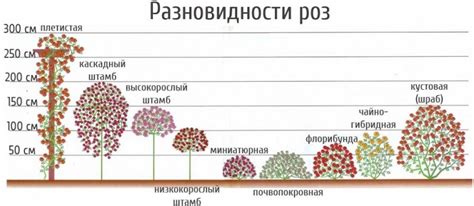 Основные правила обрезки молочных растений на зиму