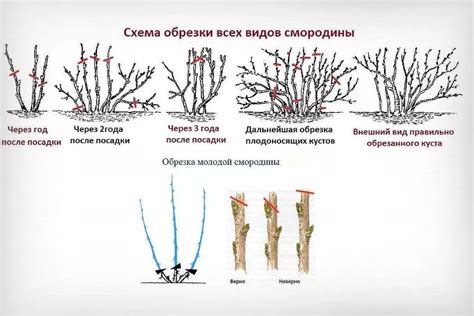 Основные правила обрезки смородины осенью