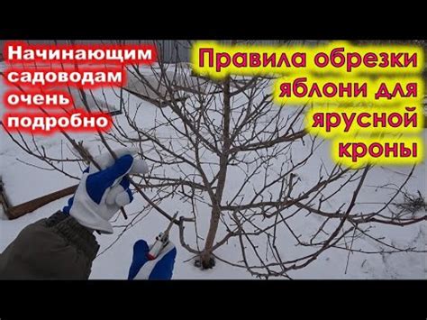 Основные правила обрезки яблоней