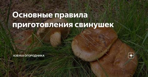 Основные правила приготовления мака