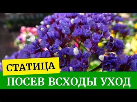 Основные правила срезки статицы