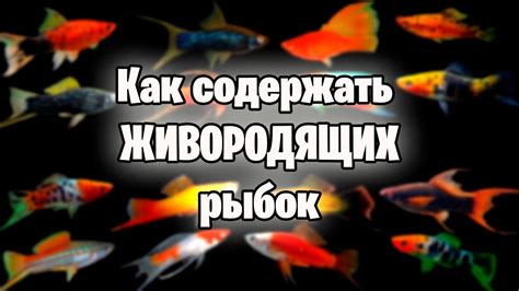 Основные правила ухода за рыбками в аквариуме