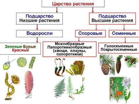 Основные признаки растения: видимые и скрытые