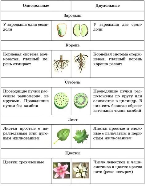 Основные признаки схожести с растениями