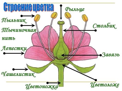 Основные признаки цветка, по которым можно определить его вид