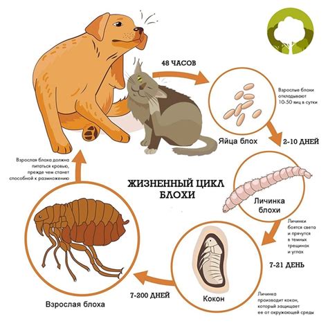 Основные принципы борьбы с блохами и защиты от инфекций