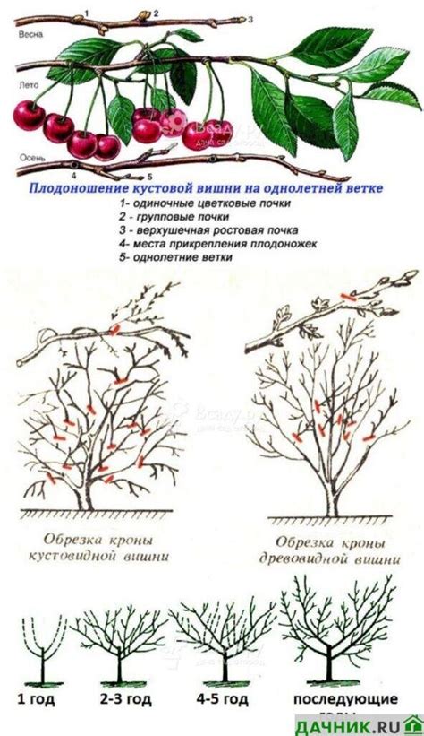 Основные принципы обрезки макушки вишни